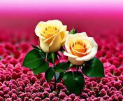rose flower pictures beautiful roses love rose flower beautiful flowers wallpapers ai generated free photo.jpg from phots beautyful roes