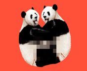 00wit china panda sex articlelarge v2 gifquality75autowebp from www xxx panda fucking garls 3gp video free dawnlod comhortcut romeo sex