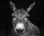 00sci donkeys 01 qclb copy articlelarge jpgquality75autowebpdisableupscale from 美女直播a58gd698 com qclb