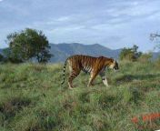 1553795838 tiger camera trap straightened 1.jpg from sathyamangalam