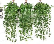 simulation indoor wall hanging green plant wall decoration fake flowers rattan simulation plant green leaves begonia jpg q90 jpgwebp from vertes fake