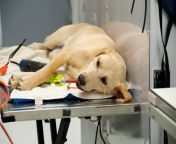 dog spayed 1024x680.jpg from spay