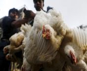chickens 02012.jpg from सेक्सी भारतीय प्रेमिका दे मुर्गा करने के लिए एमएम