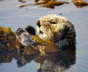 srb 8 sitka sea otter close up.jpg from yang and snake xxx photoil actress sneha sex video choot mom and son ba