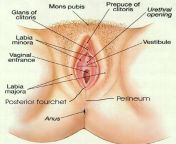 vaginaanatomy1.jpg from anatomy choot and land