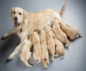how dog takes care of its puppies.jpg from جانور سک