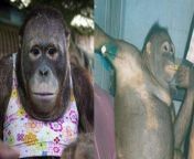 pony orangutan yang dijadikan budak nafsu dengan bayaran rp38 ribu di kalimantan.jpg from xxx orang hutan vs wanita sex