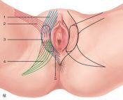 1 s2 0 s1283081x23479751 gr20.jpg from disección perineal femenina