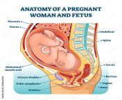 1000 f 318622920 mwjpeev0ionf4zgyjsgssujpxwzqr1iu.jpg from anatomy of a pregnant woman