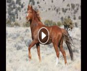 ویدیو له مرد گادی اسب وحشی.jpg from زن فاخته از ایرانی به ترکی سه نفره ویدیو