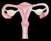 uterus imagepointsr2 1024x645.png from my uterus waits for your cum