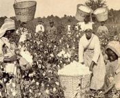 enslaved blacks picking cotton.png from forceda american