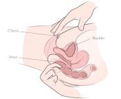 anal fingering masturbation.jpg from fingering