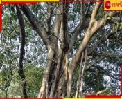 461694 peeple tree jpgitokocsp81r3 from zee bangla x x x photo rashiindia long hair head shave at homesonakshi kapoor xxxবাংলাদেশী চিএ নায়িকাদের নেংটা পিকচার 3