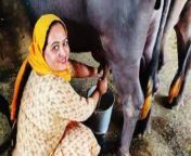 how to increase buffalo milk in hindi.jpg from बडे दूध वाली आंटीig fat sex wap comlpa setti xxxxx photo