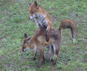 403a6541.jpg from fox sex mating
