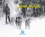تزاوج الكلاب الهاسكي 600x314.png from تزاوج الكلاب مع البشر
