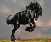 arabian horse horse black horse wealthiest horse wallpaper preview.jpg from 🐴horse giearch sex hum