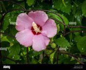 pink rose of sharon flower with rain drops 2cd1fd4.jpg from sharon wet