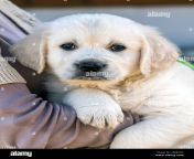 six week old platinum or cream colored golden retriever puppy 2b6b1b3.jpg from anmal six