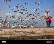 an indian father and son feed a flock of migratory seagulls from siberia spending the winter in india at marine drive mumbai maharashtra india 2e91fm5.jpg from mumbai college xxxj