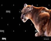 portrait of a crouching cougar isolated on a black background 2r1hhdh.jpg from cougar aunty south back side