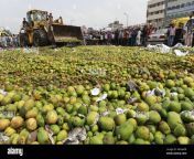 dhaka bangladesh may 17 2018 artificially ripened mangoes are being destroyed at jatrabari wholesale market in dhaka after a rapid action battalion rab mobile court seized around 40 tons mango of such mangoes during a drive mnhadr.jpg from jatrabari dhaka call phone number