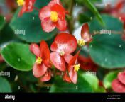 busy lizzie red shiny flowers impatiens balsaminceae houseplants indoor plants potted flowers floriculture mxw6xx.jpg from shinyflowers