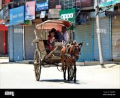 people in horse cart srinagar kashmir india asia m3nwft.jpg from free kashmiri gari