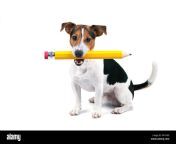 portrait of cute young jack russell terrier dog sitting and hold large yellow pencil isolated on white background looking at camera back to school p47ywx.jpg from cute young school doggy