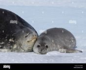 seal ringed seal pusa hispida a young mother with a born cub lies on the snow antarctic pw5bbj.jpg from seal pussy open youn 1st night sex seal pussy open blood