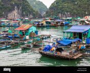 floating fishing village and fishing boats in cat ba island vietnam southeast asia unesco world heritage site r6a4ae.jpg from veteran gambling site in the philippines hand lose6262（mini777 io）6060philippine fishing dragon tiger chess and lottery are all available hand lost6262（mini777 io）6060philippines no online entertainment vip treatment hand input6262（mini777 io）6060 xml