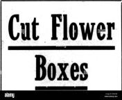 florists review microform floriculture mention the review when you write military gray boxes all fall telescope no less than 60 sold of a size printing included on all orders of 600 or over per 100 18x6x3 300 21x 6x3ii2 375 24x6x313 460 24x 8x4 500 28x 8x4 600 30x6x31 600 36x 8x6 960 42x 8x6 1200 48x11x7 1600 ccrollworthconrany milwaukee wis mwtton th bt1w wh yo wrlf season battling against the perpetuals the members of the team were otto schoeps captain milton eedman ar thur shaffer edward niedomanski and george bouldman mr shaffer made the highest sco rrkd3b.jpg from ls lm tvlade