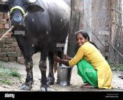 milking a buffalo in a village on the ganges river between varanasi and patna r32cex.jpg from bufflo milking