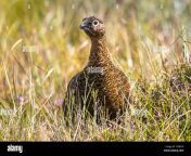 red grouse lagopus lagopus scoticus in natural environment scottish highlands scotland united kingdom europe t4gb1g.jpg from and xxxan sc