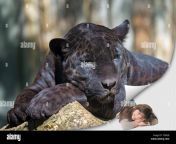 cute tanned little girl is lying in an exposed corner of the photo under the black leopard lying on the tree trunk t3943b.jpg from cute exposed