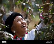 bulang women from mang jing village picking tea in a forest d7wpx3.jpg from indian desi village jing