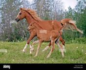 chestnut arabian mare and filly trotting together in meadow eth00k.jpg from arabic mare broth