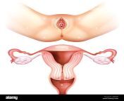 female reproductive system on white illustration gbprpp.jpg from veginas