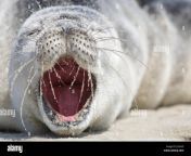 a young harbour seal pup wit his mouth wide open lays on the beach j2a2hd.jpg from young open seal of
