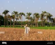 crops field and date palm trees in jessore bangladesh ked66g.jpg from www xxx video bangla jessor eite aktar rama chowgachamal xvideos 3gp