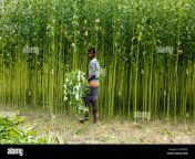 farmers harvesing jute fibres from the field at nagarpun in tangail kehnd0.jpg from bangladeshi jute field sexnx