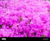beautiful pink paper flower bougainvillea shiny flowers with artificial khp5je.jpg from shinyflowers