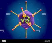 estructura de adenovirus ilustracion 2a9h880.jpg from adenovirus 1s 4 jpg