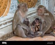 vista al aire libre de dos monos femeninos una mama con su bebe amamantando 2c70b62.jpg from mujer amamantando bebér mono