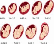 pregnancy chart weekweek elegant pregnancy chart weeks to months for pregnancy calendar weeks to months.jpg from month pregnant xxx