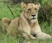 lioness south africa getty 107405015.jpg from lioness escape now