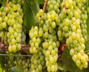 airen wine grapes e1635101043567.jpg from airen