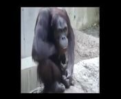 7630939e2415ff3878603a7c16e365e6 28.jpg from chimpanzee sex with videos