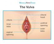 infographic of the vulva showing the clitoral hood.jpg from clitrosis vagina